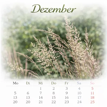 Ornamentale Gräser im Dezemberkalender.png