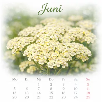 Blühender Juni mit Achillea Blumen.png