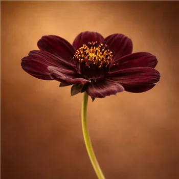 Schokoladen-Kosmosblume in Nahaufnahme.png