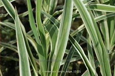 Yucca filamentosa 'Bright Edge' 9x9 cm Staude