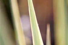 Yucca filamentosa 'Bright Edge' 9x9 cm Staude