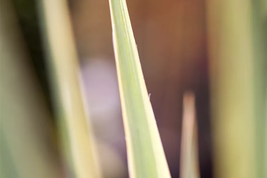 Yucca filamentosa 'Bright Edge' 9x9 cm Staude