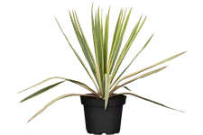 Yucca filamentosa 'Bright Edge' 9x9 cm Staude