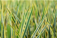 Yucca filamentosa 'Bright Edge' 9x9 cm Staude