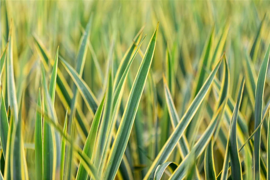Yucca filamentosa 'Bright Edge' 9x9 cm Staude