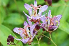 Tricyrtis 'Blue Wonder'