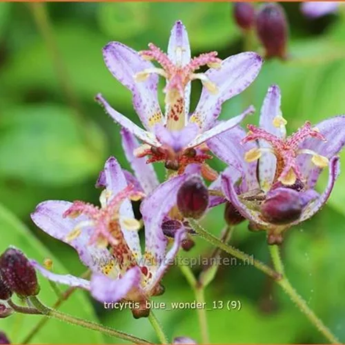 Tricyrtis 'Blue Wonder'