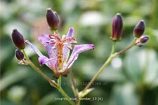 Tricyrtis 'Blue Wonder'
