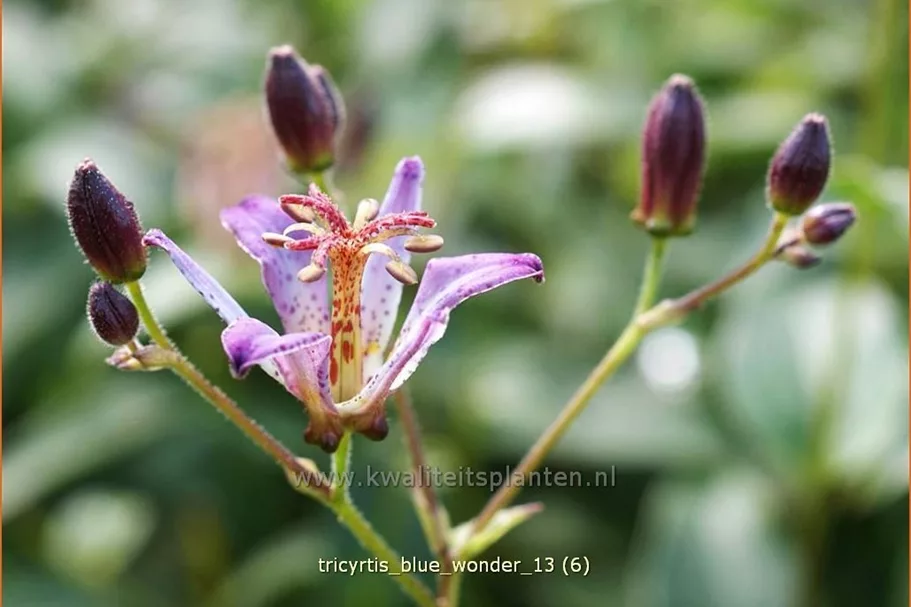 Tricyrtis 'Blue Wonder'