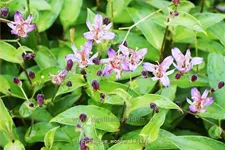 Tricyrtis 'Blue Wonder'