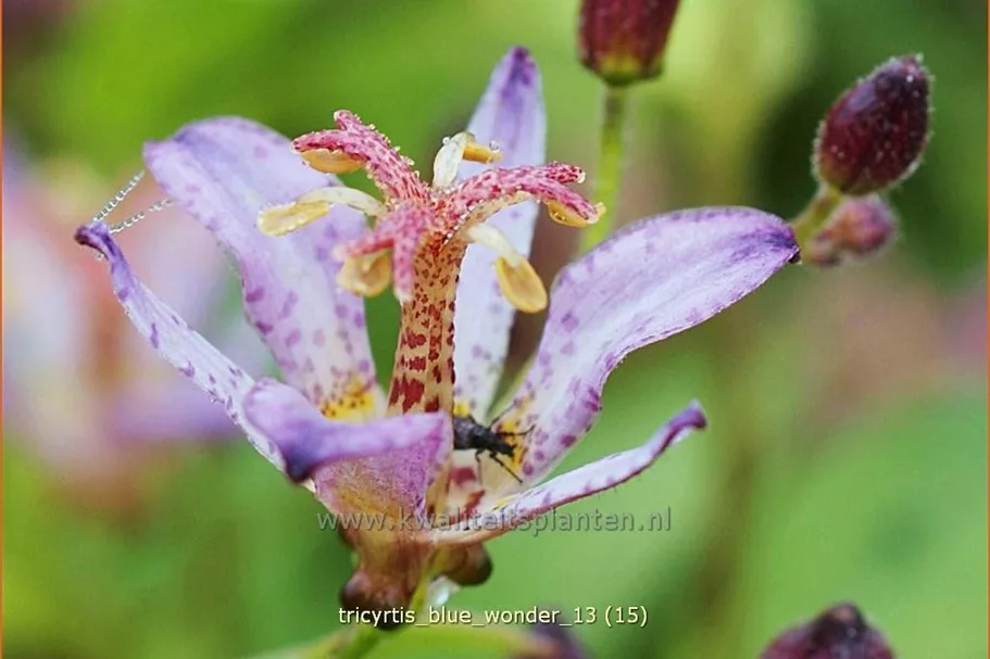 Tricyrtis 'Blue Wonder'