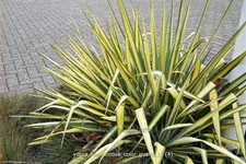 Yucca filamentosa 'Color Guard' 9x9 cm Staude