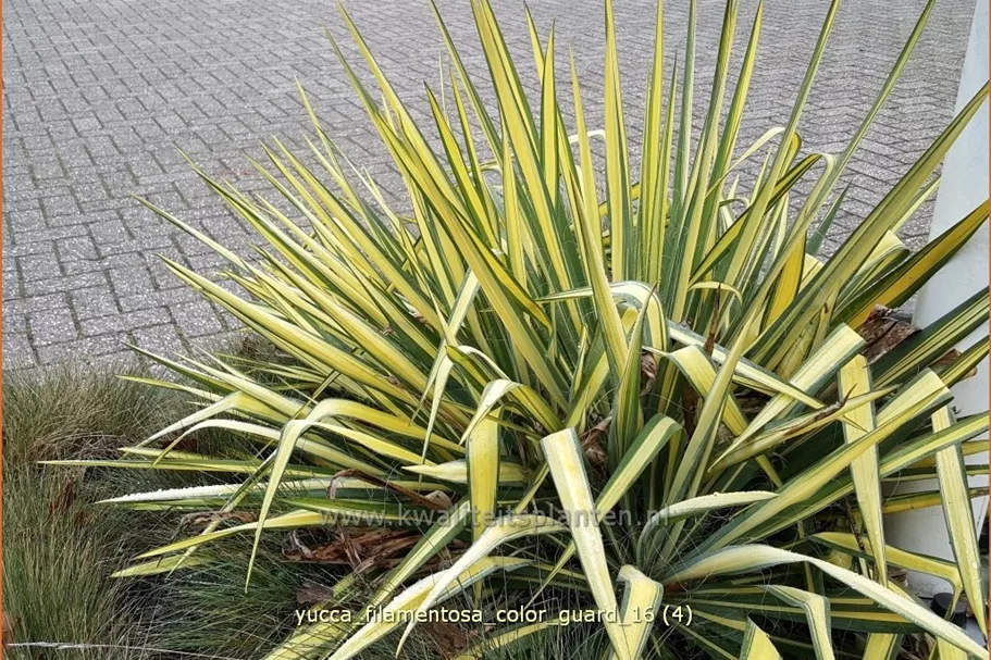 Yucca filamentosa 'Color Guard' 9x9 cm Staude