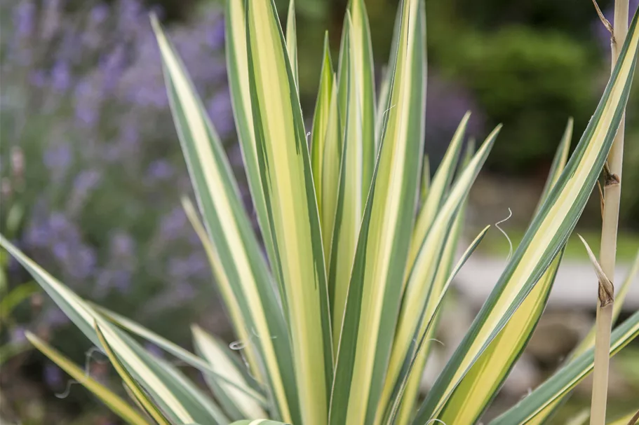 Yucca filamentosa 'Color Guard' 9x9 cm Staude