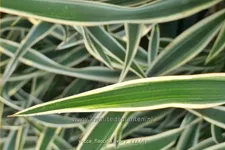 Yucca flaccida 'Ivory' 9x9 cm Staude