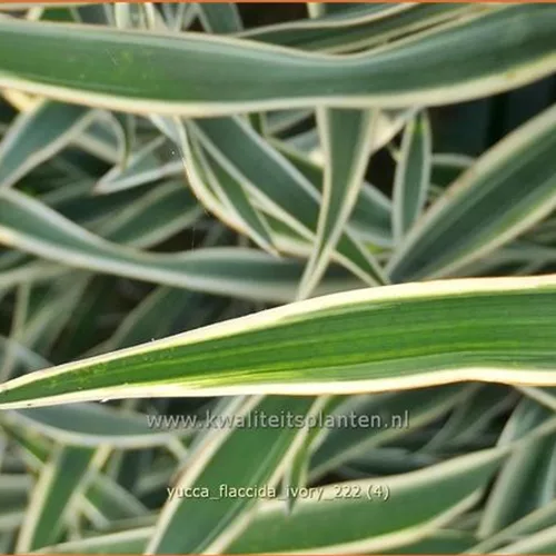 Yucca flaccida 'Ivory'