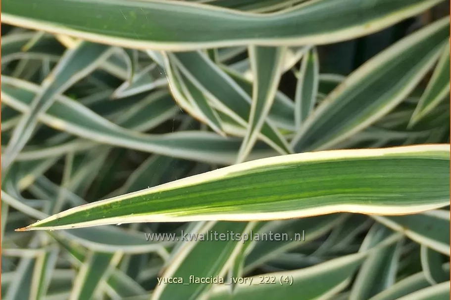 Yucca flaccida 'Ivory' 9x9 cm Staude