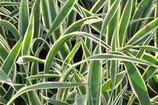 Yucca flaccida 'Ivory' 9x9 cm Staude