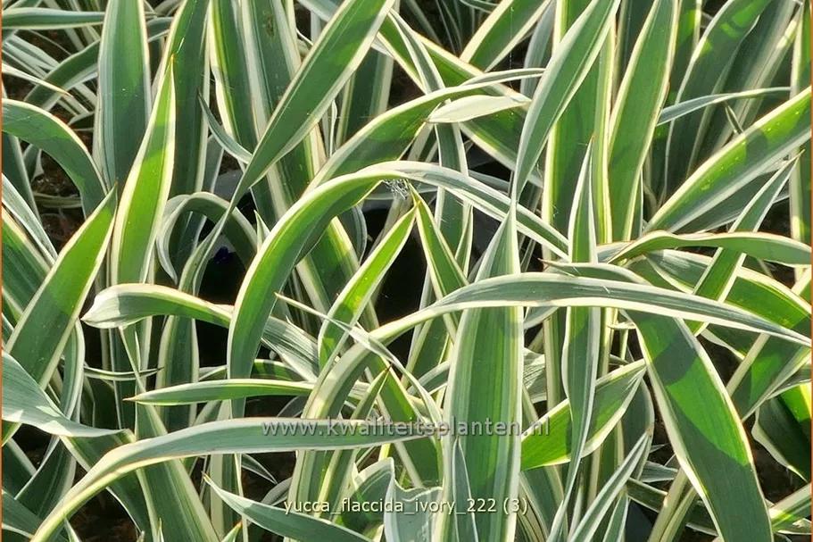 Yucca flaccida 'Ivory' 9x9 cm Staude