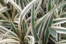 Yucca flaccida 'Ivory' 9x9 cm Staude