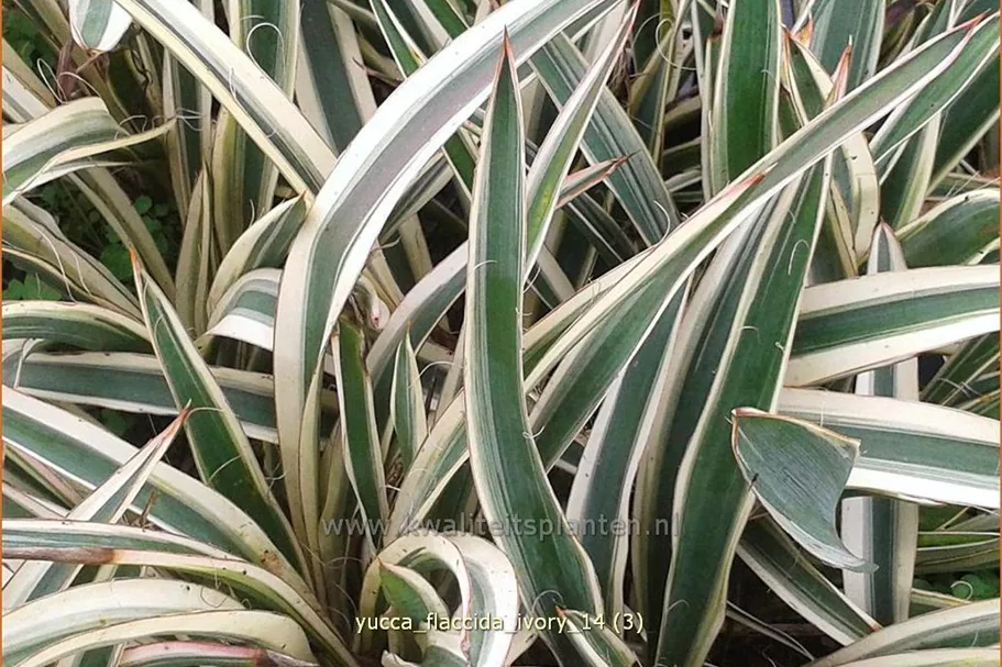 Yucca flaccida 'Ivory' 9x9 cm Staude
