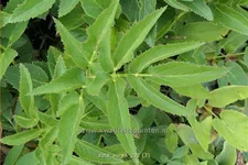 Zizia aurea 9x9 cm Staude