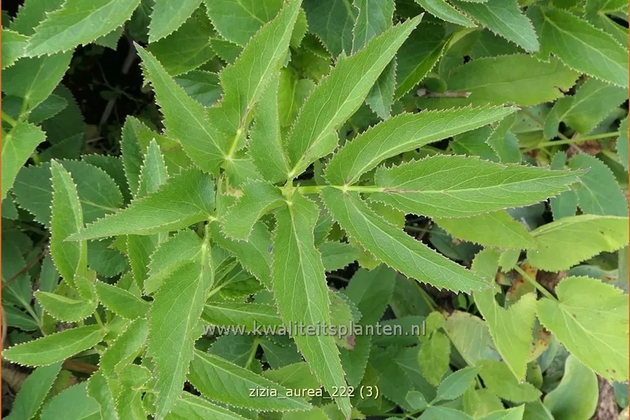 Zizia aurea 9x9 cm Staude