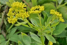 Zizia aurea 9x9 cm Staude