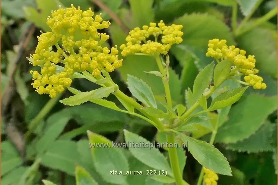 Zizia aurea 9x9 cm Staude