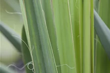 Yucca filamentosa Staude im 9x9 cm Vierecktopf