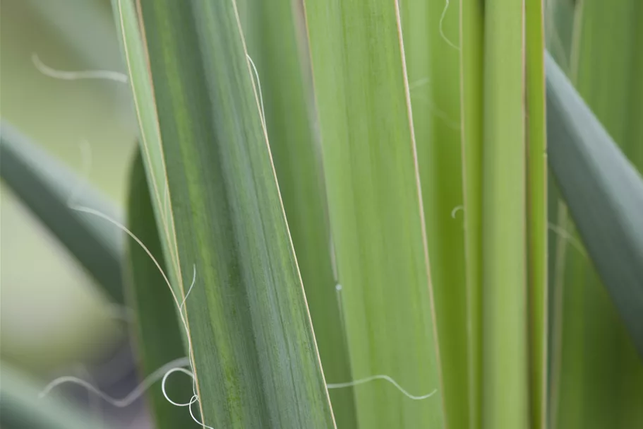 Yucca filamentosa Staude im 9x9 cm Vierecktopf