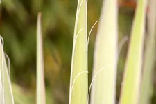 Yucca filamentosa Staude im 9x9 cm Vierecktopf