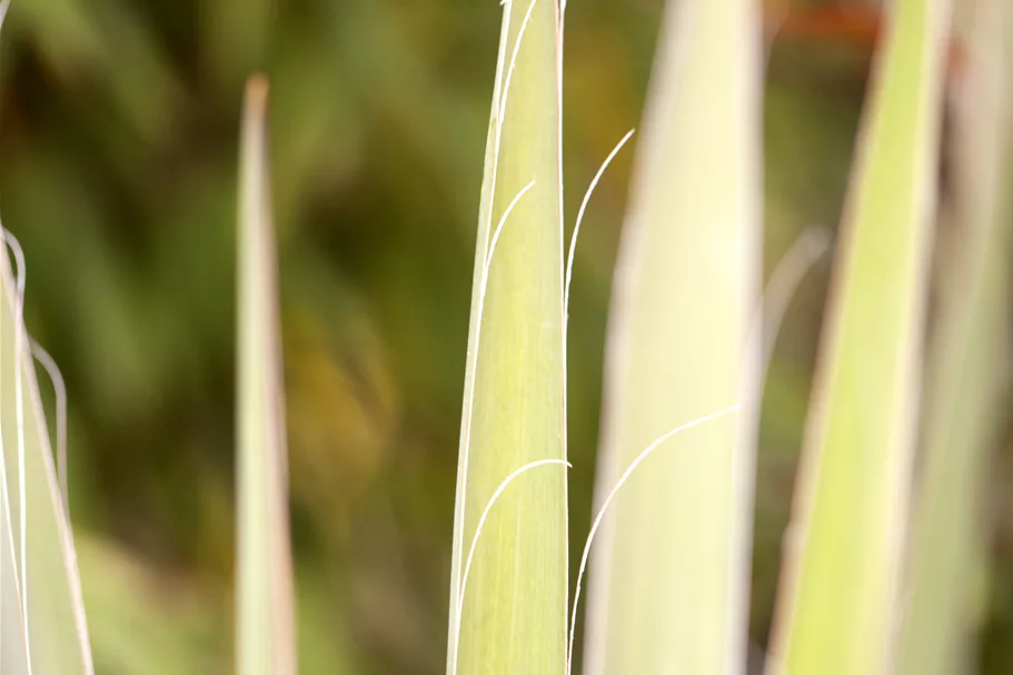 Yucca filamentosa Staude im 9x9 cm Vierecktopf