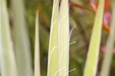 Yucca filamentosa Staude im 9x9 cm Vierecktopf