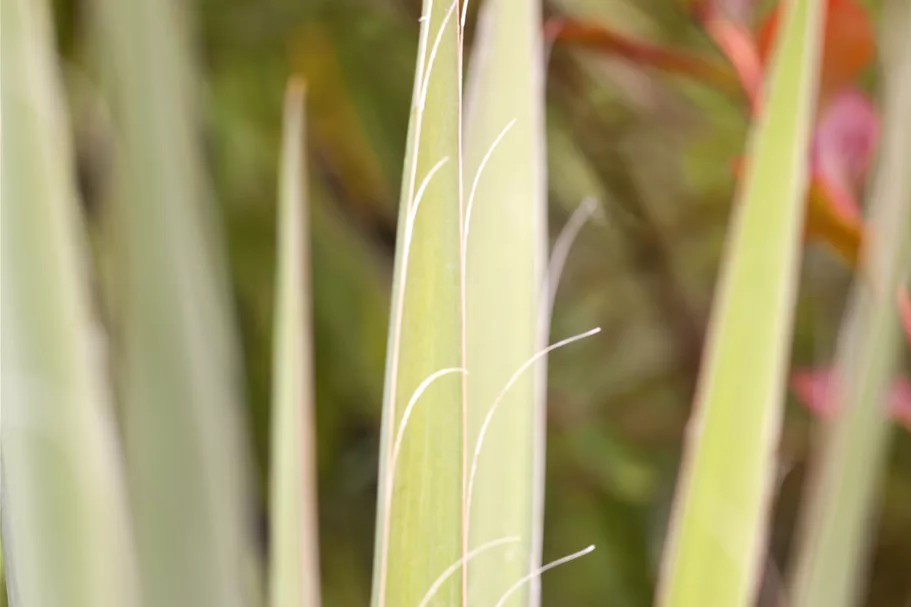 Yucca filamentosa Staude im 9x9 cm Vierecktopf