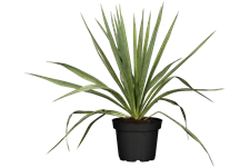 Yucca filamentosa Staude im 9x9 cm Vierecktopf