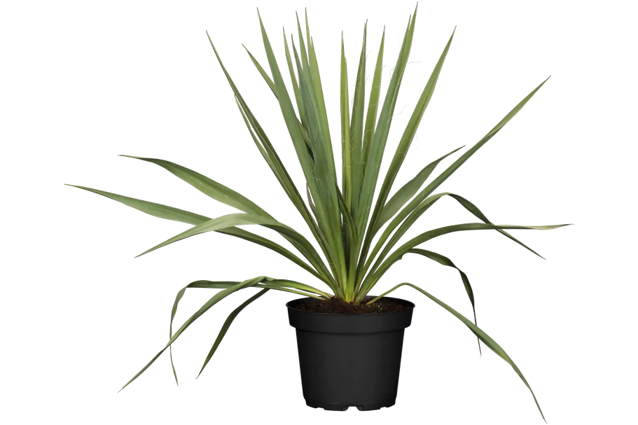 Yucca filamentosa Staude im 9x9 cm Vierecktopf