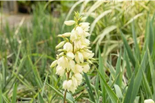 Yucca filamentosa Staude im 9x9 cm Vierecktopf