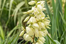 Yucca filamentosa Staude im 9x9 cm Vierecktopf