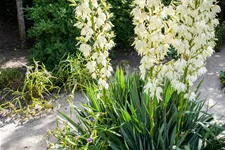 Yucca filamentosa Staude im 9x9 cm Vierecktopf