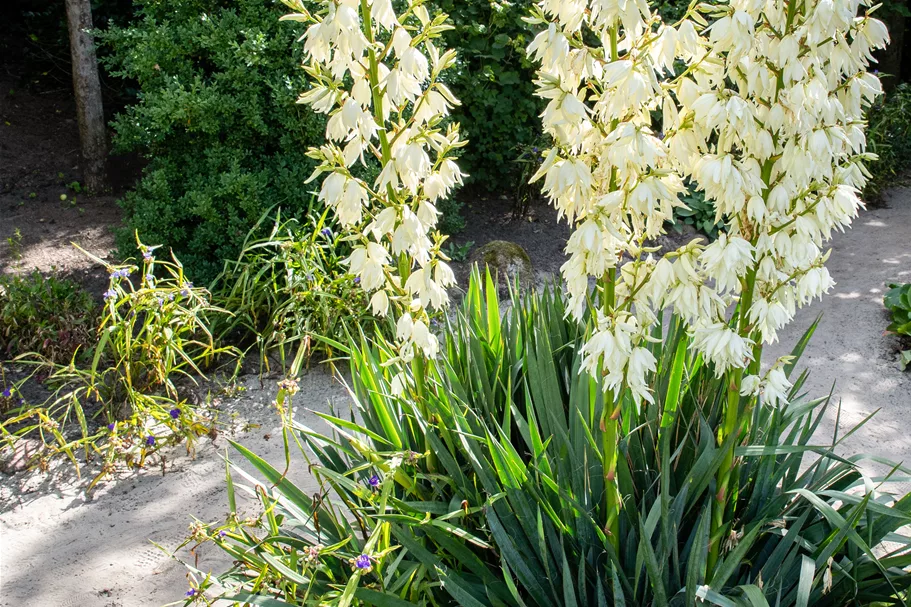 Yucca filamentosa Staude im 9x9 cm Vierecktopf