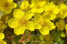 Waldsteinia ternata 9x9 cm Staude