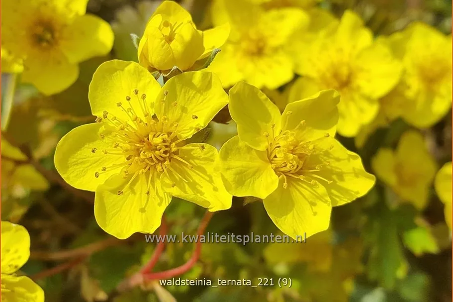 Waldsteinia ternata 9x9 cm Staude