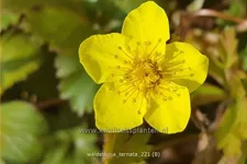 Waldsteinia ternata 9x9 cm Staude