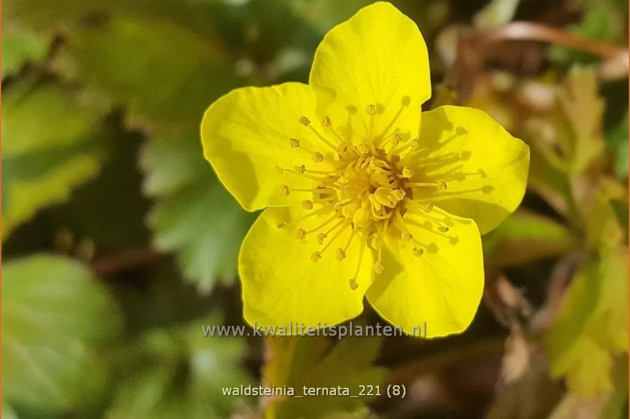Waldsteinia ternata 9x9 cm Staude