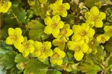 Waldsteinia ternata 9x9 cm Staude