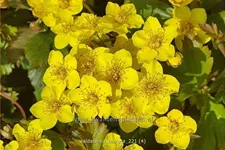 Waldsteinia ternata 9x9 cm Staude