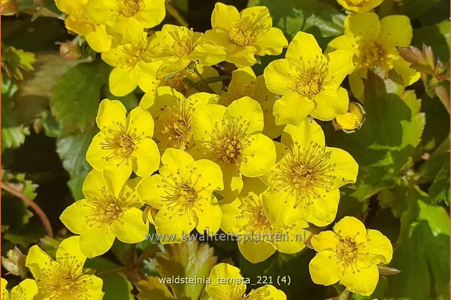 Waldsteinia ternata 9x9 cm Staude
