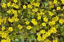 Waldsteinia ternata 9x9 cm Staude