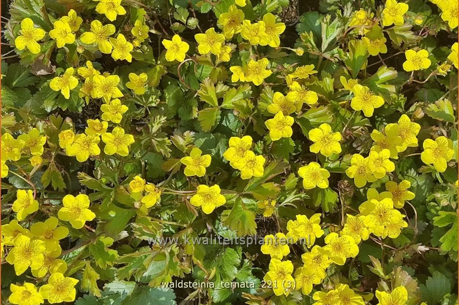 Waldsteinia ternata 9x9 cm Staude